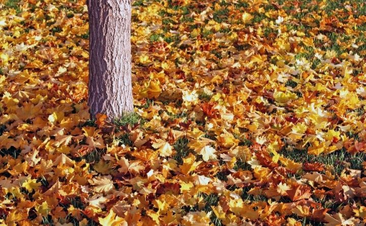 Image of leaves on the ground waiting for fall cleanup services provided by T&T Property.