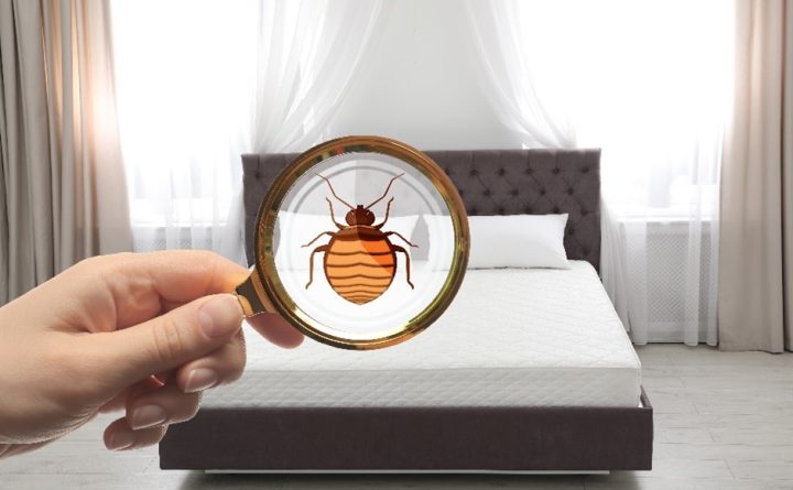 Image of magnifying glass viewing a bed bug on a mattress.