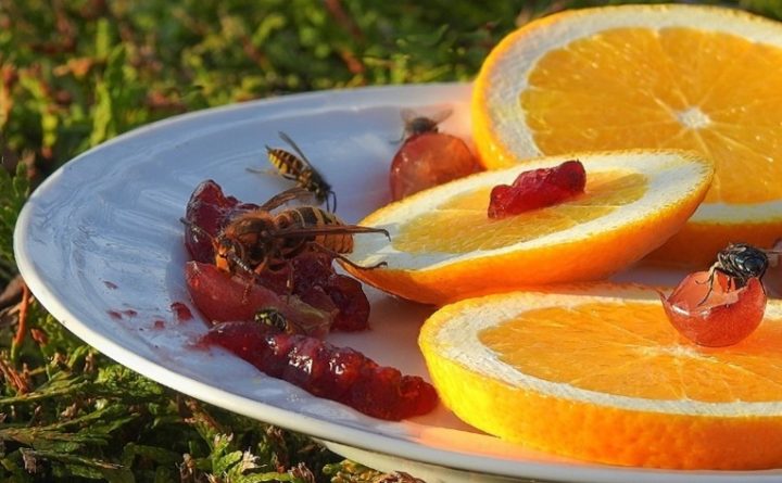 Image of wasps feeding on fruit left out from a picnic.