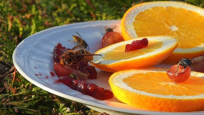 Image of wasps feeding on fruit left out from a picnic.
