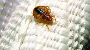 image of a bed bug resting on a blanket.