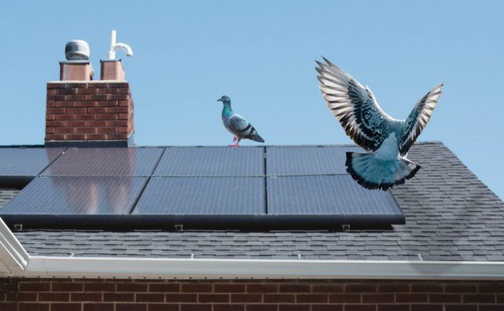 Image of pigeons roosting on solar panels on a home.