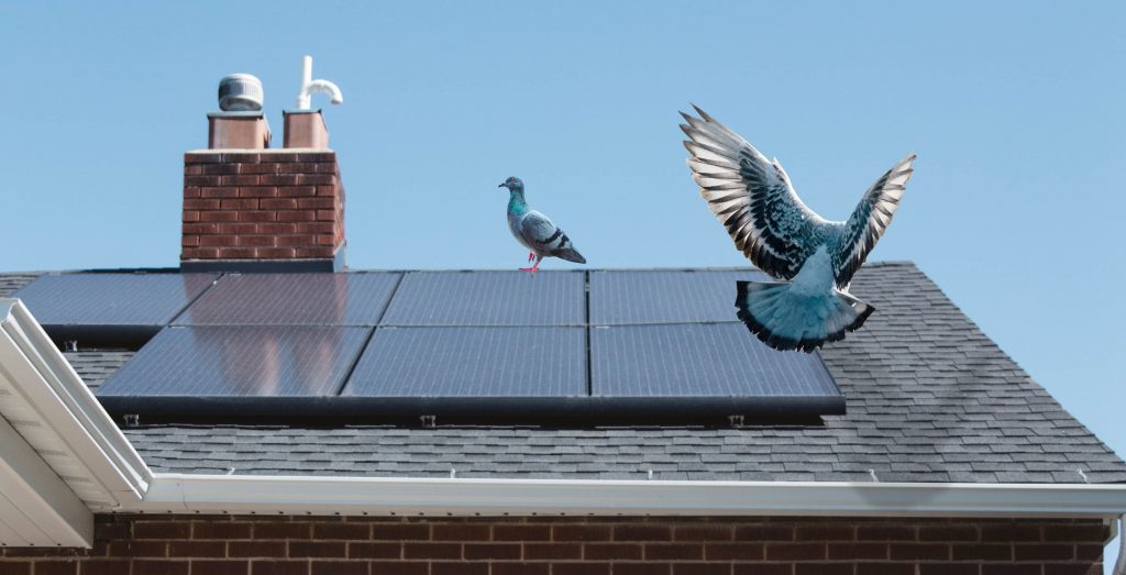 Image of pigeons roosting on solar panels on a home.