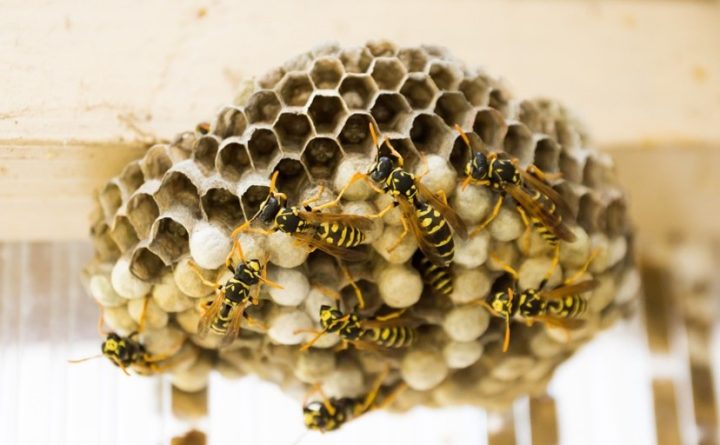 Image of a paper wasp hive; Front Range Pest safely removes aggressive stinging insect hives from your property.