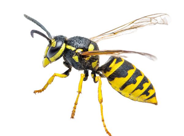 Close up image of a yellowjacket wasp.